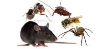 Marks Pest Control Manly image 1